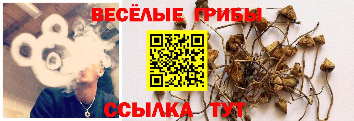 Псилоцибиновые грибы Cubensis Благодарный